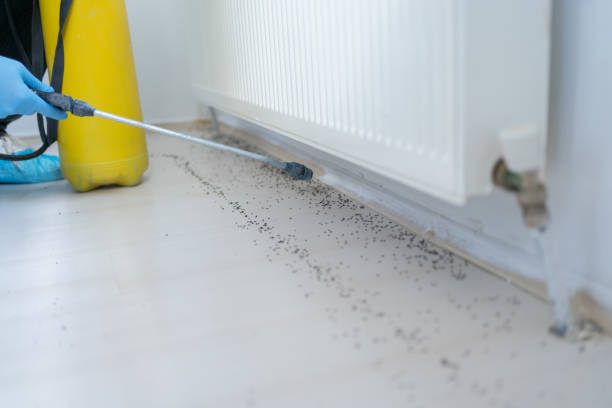 Best Termite Control Services  in Santa Clara, UT